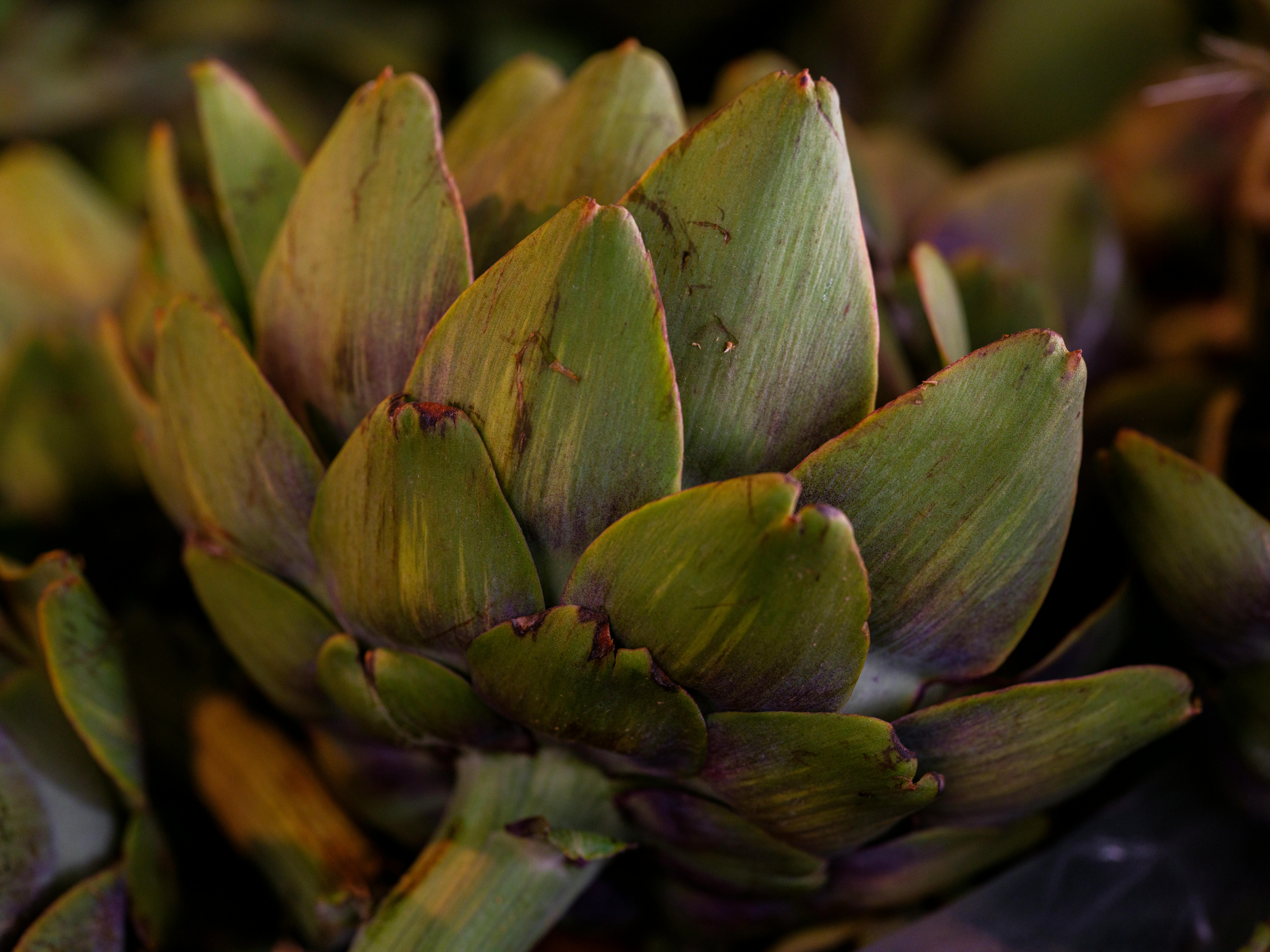 Easy Artichoke Hummus Recipe You Can Make in Minutes
